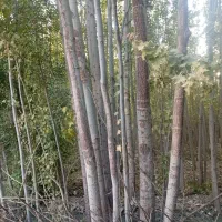 فروش چوب کبوده و صنوبر