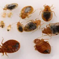 سم پاشی ساس، حشرات به طور حرفه ای