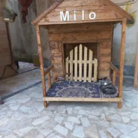 لانه سگنژاد بزرگ چاوچاو