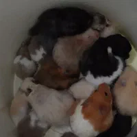 همستر|موش و خرگوش|نیشابور, دربقاضی|دیوار