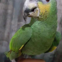 طوطی امازون خاص