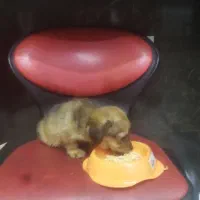 توله سگ ۲ماهه نژاد پودل|سگ|ری, دیلمان|دیوار