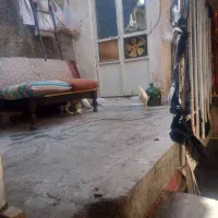 مرغ|حیوانات مزرعه|قم, آذر (نکویی)|دیوار