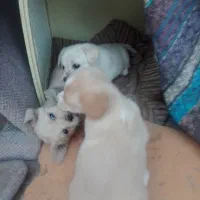 واگذاری         توله سگ پاکوتاه گلدن ریوتور|سگ|بومهن, |دیوار