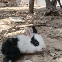 خرگوش نر وماده سالم