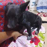 سگ پاکوتاه|سگ|بیرجند, |دیوار