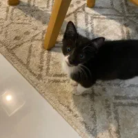 واگذاری بچه گربه ماده