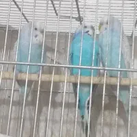 مرغ عشق آماده جوجه کشی