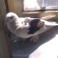 کبوتر دوکت