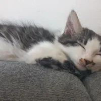 واگذاری گربه