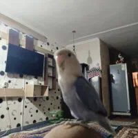 طوطی برزیلی اوپال رنگ خاص|پرنده|اهواز, پردیس دو|دیوار