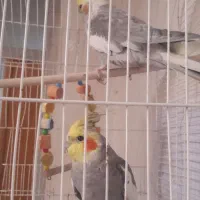 عروس هلندی زیبا جفت به شرط سلامت و تخم گزاری|پرنده|اردستان, |دیوار