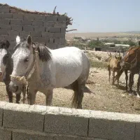 اسب قوی وخیلی چابک سرحال با کاه دسته گندم