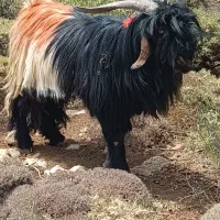 بعده دورون فروشی|حیوانات مزرعه|اردل, |دیوار