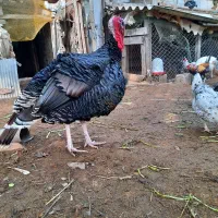 جوجه بوقلمون برنز|حیوانات مزرعه|شلمان, |دیوار