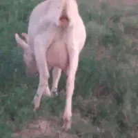 بزسانن اصل|حیوانات مزرعه|شیرینسو, |دیوار