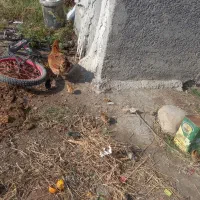 یک مرغ با 10جوجه محلی قیمت 1200000|حیوانات مزرعه|گرگان, |دیوار