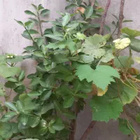 یکباب مغازه ۱۷و ۷۰متر زمین بایر راه جدا پشت مغازه