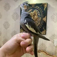 عروس هلندی مولد و بالغ و جوجه(گیرینچیک-ملنگو-راهب)|پرنده|رشت, یخسازی|دیوار