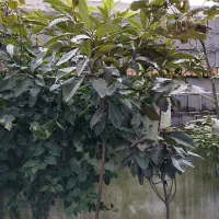 فروش درخت پالم واشنگتن و درخت ازگیل ژاپنی|گل و گیاه طبیعی|رویان, |دیوار