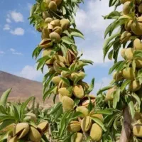 بادام