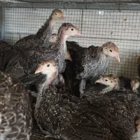 جوجه بوقلمون برنز انگلیس...