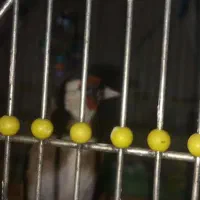 چند عدد سهره قناری جوجه سهره دارم