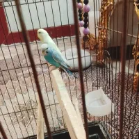 یک جفت مرغ عشق با قفس