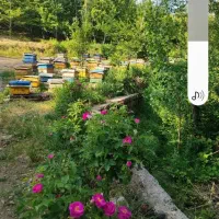 عسل بهاری ومحلی سبلان اردبیل|خوردنی و آشامیدنی|صفادشت, |دیوار