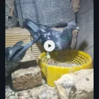 سه‌تا‌سبز گرفتنی‌