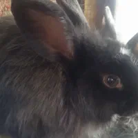 خرگوش|موش و خرگوش|تربت‌حیدریه, فرمانداری|دیوار