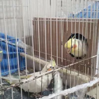 جفت عروس هلندی