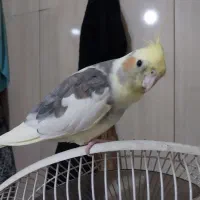 عروس هلندی گمشده