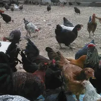 تخم نطفه دار گلین محلی،شاخدار،لاری اردک کله سبز