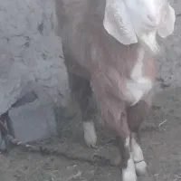 بز نر|حیوانات مزرعه|کرباسک, |دیوار