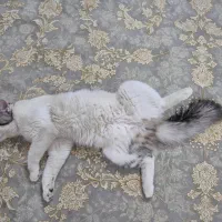 گربه نر و ماده|گربه|مشهد, فتح المبین|دیوار