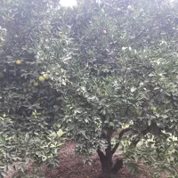 پرتقال تامسون پوست نازک|خوردنی و آشامیدنی|نوکنده, |دیوار