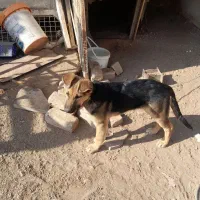 توله ۵ ماه ژرمن باهوش ماده|سگ|ساوه, |دیوار