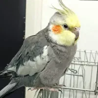 یک عدد عروس هلندی گم شده است|حیوانات|قزوین, |دیوار