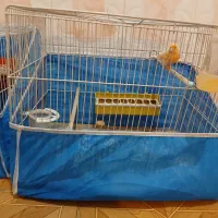 قناری نرماده