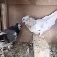 کبوتر|پرنده|قم, گلزار|دیوار