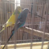 5000000|پرنده|رشت, لاکان شهر|دیوار