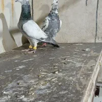 کبوتر یا کفتر بیرونی