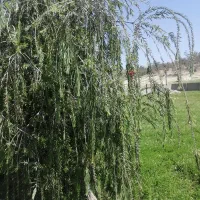 پیادروی وکوه نوردی