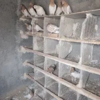 کبوتر کله زرد
