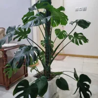 گیاه مونسترا