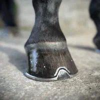 نعلبندی تخصصی اسب|اسب و تجهیزات اسب‌سواری|کرج, باغستان|دیوار