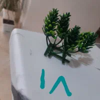 ماهی آکواریومی گیاه خوار ارزان ترازهمه جا|ماهی|فردیس, فردیس|دیوار