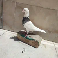 طوقی نر