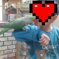 شاه طوطی سخنگو